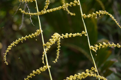 Calamus pseudotenuis